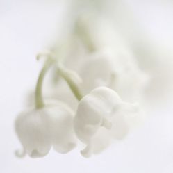 lily-of-the-valley-2